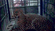 Leopard caught in cage set up by Forest department