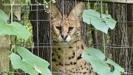 Wildcats escape Cricket Wildlife Center in Pennsylvania after enclosure damaged by fallen tree