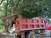 Tres personas fueron capturadas por transportar productos forestales de manera ilegal.