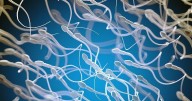 AI-Guided Sperm Analysis Results In First Successful Pregnancy