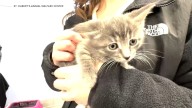 First 'Kitten College' program in New Jersey teaches shelters, rescues and foster parents how to save animals
