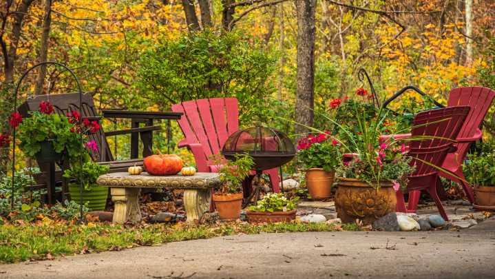 The Pretty Prink Flower That Will Fill Your Garden With Electric Color In November