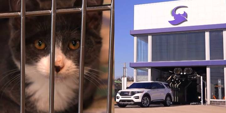 Free car wash fundraiser helps Springfield pets in need