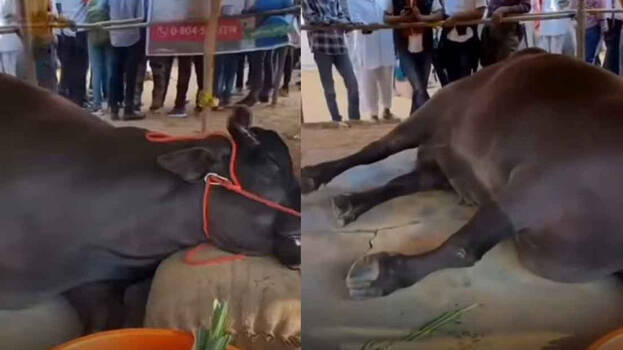 Rs 21 crore worth 'sensation' falls to ground, dies at Pushkar fair; issue triggers debate on social media