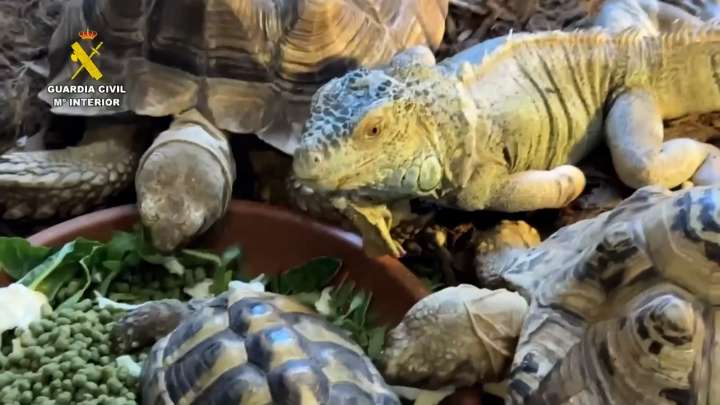 Burgohondo: La Guardia Civil interviene 472 animales exóticos protegidos en un falso refugio en un pueblo de Ávila