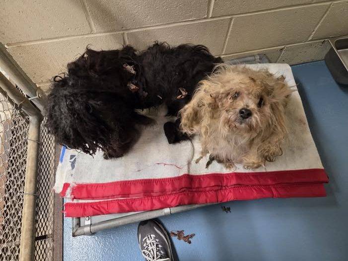 $5,000 reward offered for information regarding 2 dogs found abandoned in New London