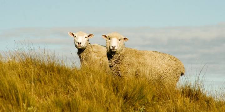 Entre ovejas y silbidos: el arte de manejar la majada sin estrés