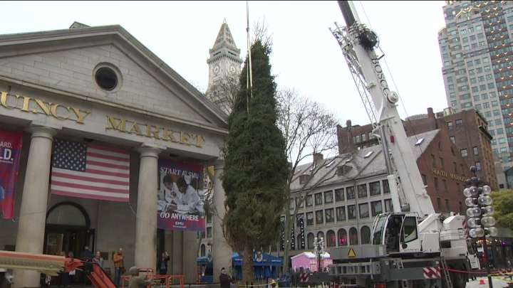 Holiday tree arrives at Quincy Market from Michigan