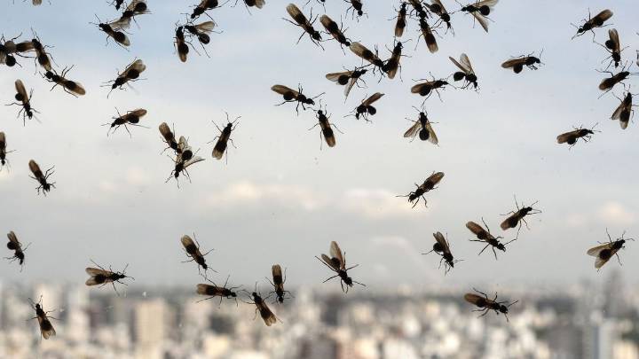 Invasión de hormigas voladoras en AMBA: cuáles son las zonas más afectadas