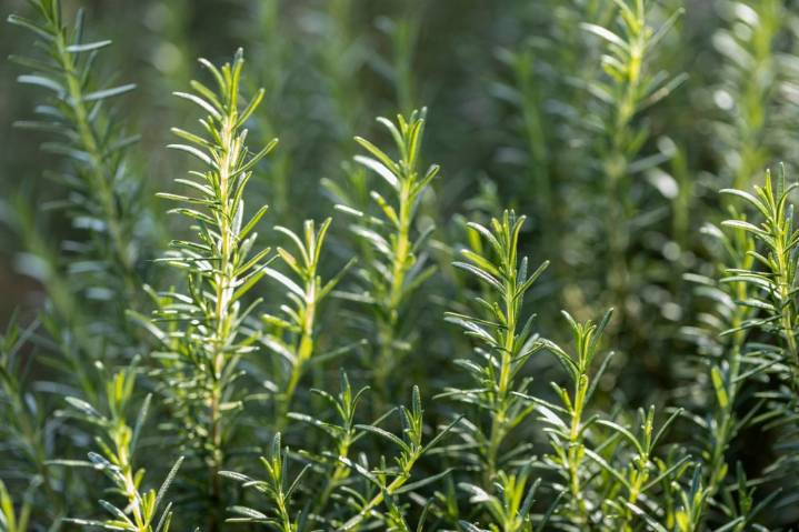 Why rosemary is such a welcome addition to the garden