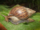 Costa Rica reporta presencia de caracol africano en 27 puntos