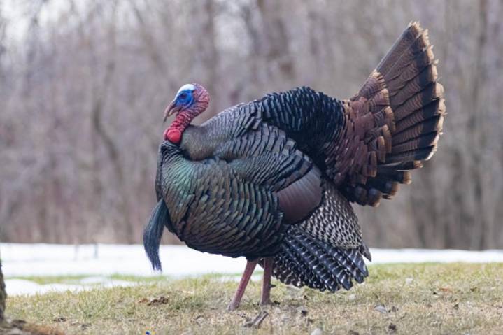 Illinois Thanksgiving 2025: Surprising Facts About Your Turkey