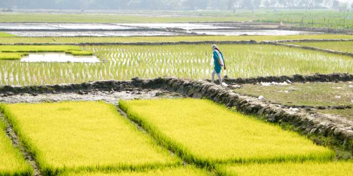 Telangana trying to plug gaps in fertiliser supply as Rabi season advances