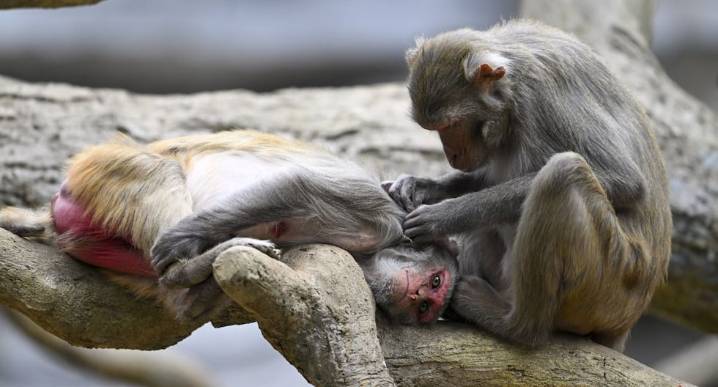 Los monos también tienen ritmo, según un estudio