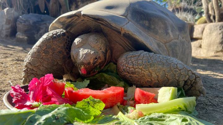 Gramma the Galápagos tortoise, oldest resident of San Diego Zoo, dies at about 141