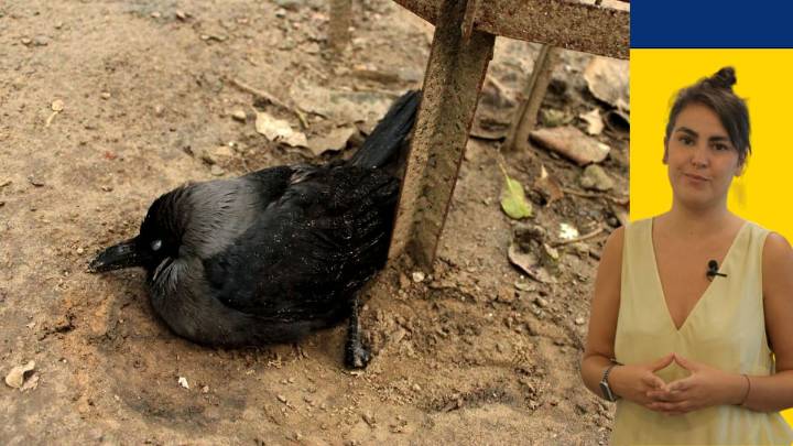 Tres claves para protegerse ante el nuevo brote de gripe aviar