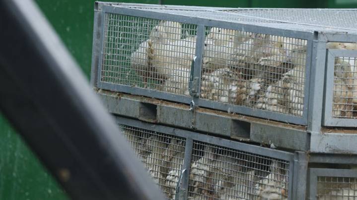 Grays Harbor County resident tests preliminary positive for avian influenza