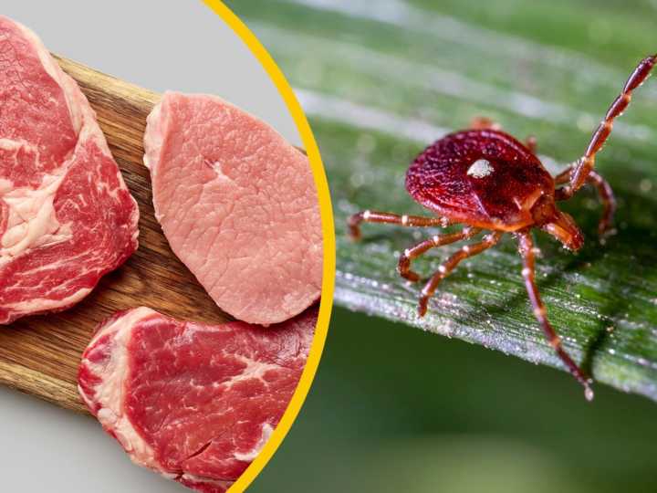 Reportan la primera muerte relacionada con una "alergia a la carne" transmitida por garrapatas: hasta 450.000 estadounidenses podrían estar afectados