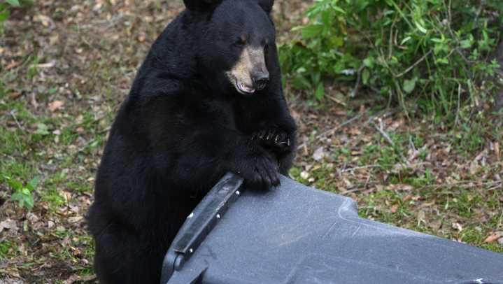 Judge allows this year’s Florida bear hunt to proceed