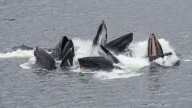 What Is a Group of Whales Called? Pods, Gams, Herds (but Not Schools)