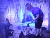 UK lawmakers raise concerns about aquarium penguins: 'It's un