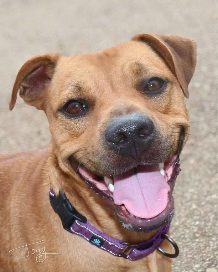 Cheshire Abbey’s Fight to Keep the Doors Open: Why Now Is a Great Time to Give