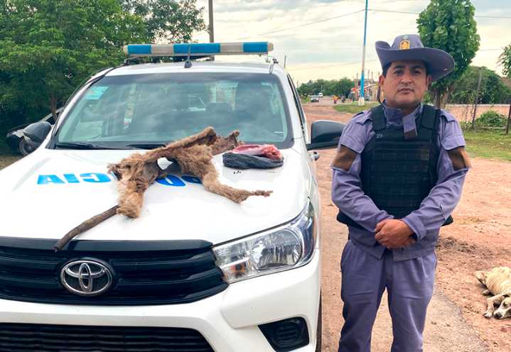 Bajo Hondo Chico: cazaron un puma, lo faenaron y alardeaban en redes sociales