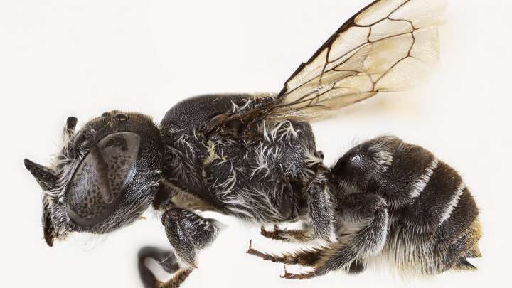 Descubren una Nueva Especie de Abeja Con "Cuernos Demoníacos"; la llaman "Megachile Lucifer"