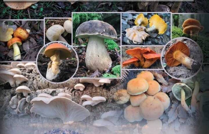 Aficionados a las setas y los hongos tienen una cita en Los Barrios: XII Jornadas Micológicas del Estrecho