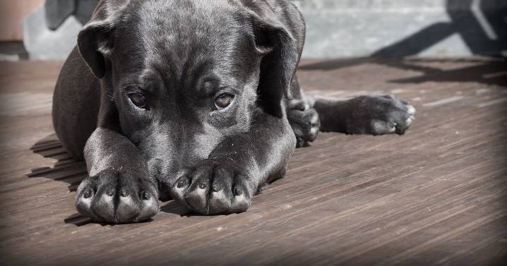 ¿A qué temperatura empieza a sentir frío tu perro?