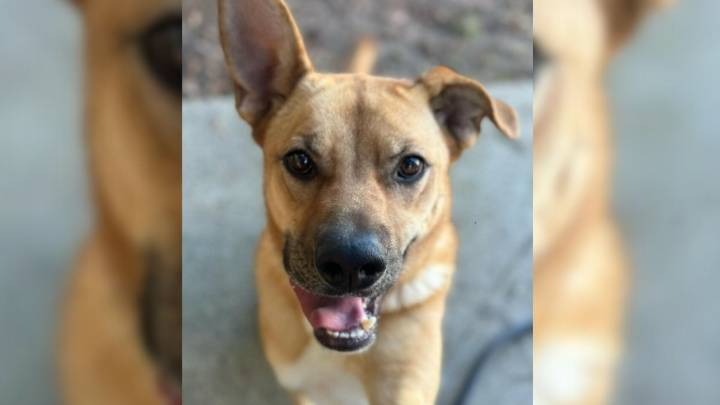 Dog Spends 1,000 Days Overlooked At South Carolina Shelter But Her Faith In Love Remains Strong