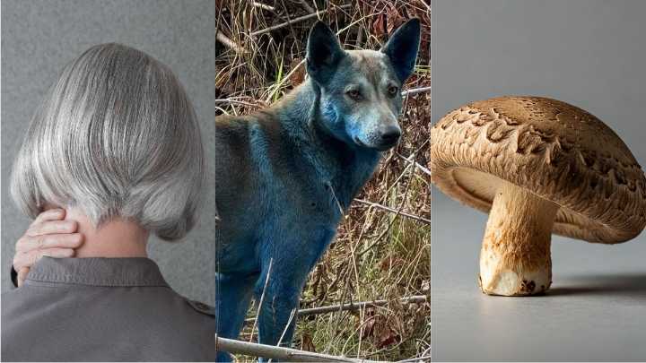 This Week in Science: Blue Dogs, Gray Hair, a Mushroom Computer, And More!