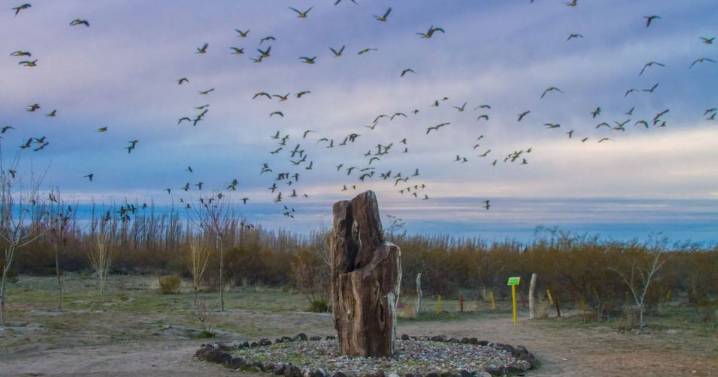 Los árboles más antiguos de la Patagonia: 23 años protegiendo el Bosque Petrificado de Valcheta