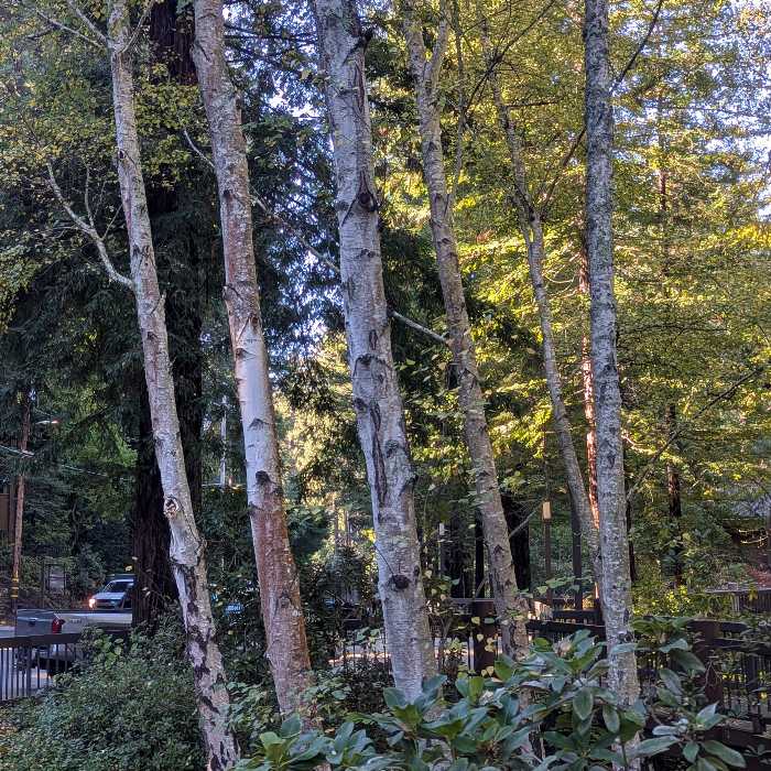 Bark Up The Right Tree