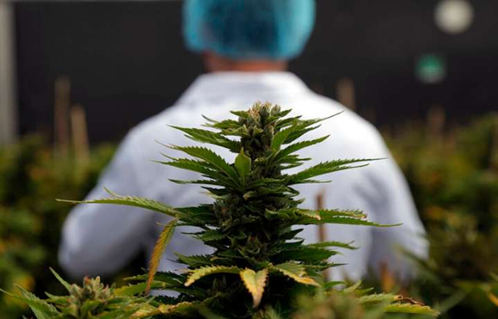 Por unanimidad, Chaco sancionó la ley de desarrollo sostenible e inclusivo de la cadena de valor del cannabis medicinal