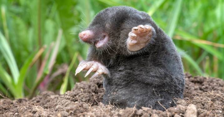 Moles will stay out of garden if you plant 1 flower in November