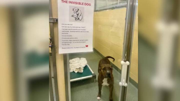 Florida Pit Bull Stands Behind Kennel Bars With Heartbreaking “Can You See Me?” Sign