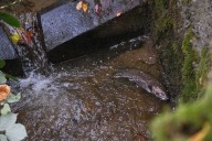 West Seattle Blog… | WEST SEATTLE SALMON: First coho arrives at Fauntleroy Creek spawning reach