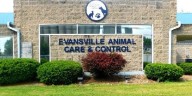 One dog stolen after break-in at Evansville Animal Control