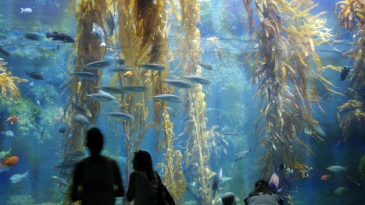 Birch Aquarium opens new exhibit designed to be oceanic meditation space
