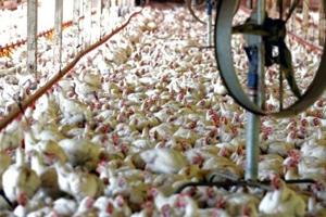 Brazil welcomes China lift of ban on poultry imports