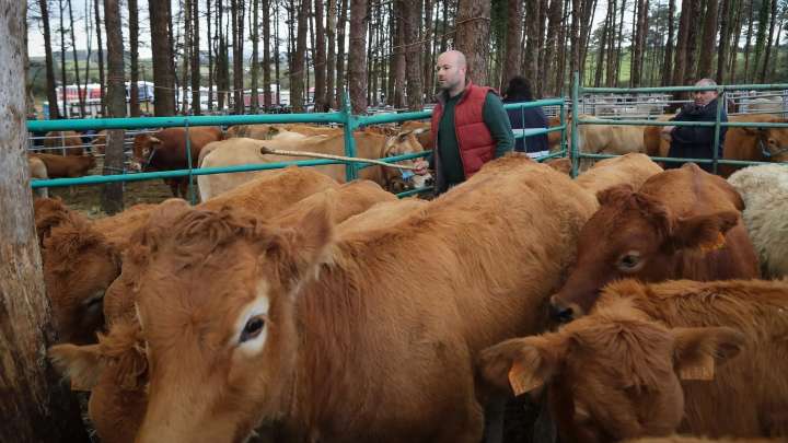 Mitos y medias verdades sobre la carne de vacuno: de las emisiones de metano a los antibióticos y el precio