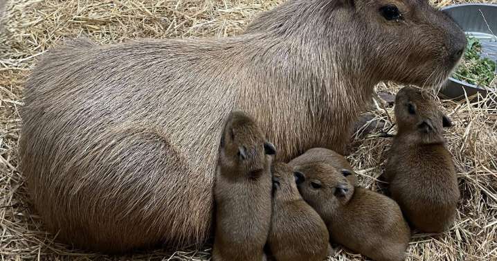5 more capybara pups born at Cape May County Zoo