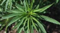 Illegal marijuana sold as hemp is found across Missouri, industry report shows