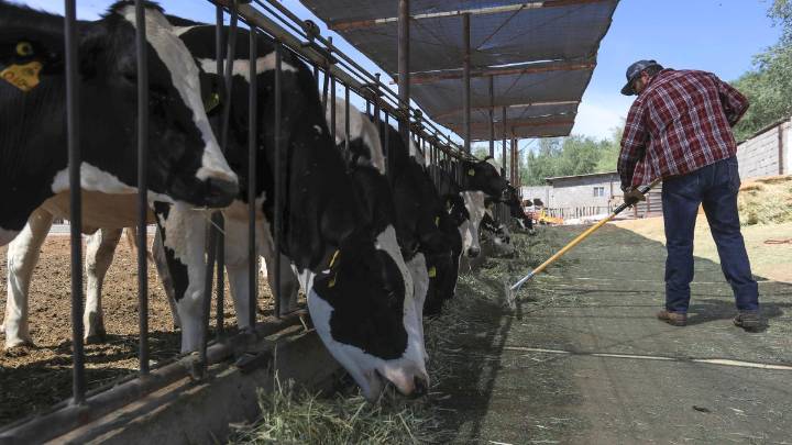 Texas busca reabrir la frontera al ganado mexicano “lo antes posible”