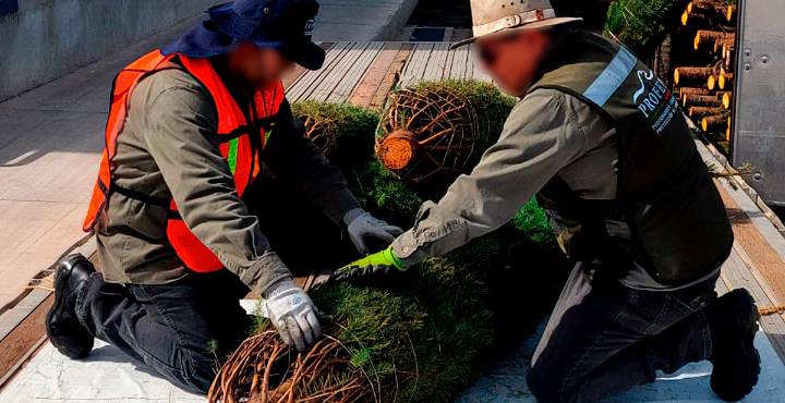 ¡Cuidado con lo que decoras! Árboles navideños podrían traer plagas forestales