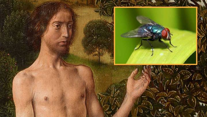 Lazy Adam Just Going To Call This One 'Fly'