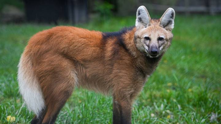 Howl about that: Louisville Zoo has a new resident