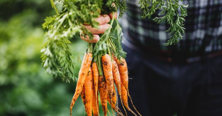 Scientist's agonising death after strange carrot experiment went disastrously wrong