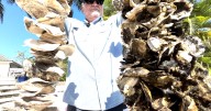 Oyster shells from Palm Beach County restaurants helping restore Lake Worth Lagoon